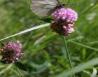 Бабочка на цветке клевера — Андрей Панисько