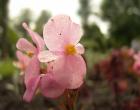 Розовый цветочек — Андрей Панисько