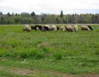 Пасущиеся овцы — Андрей Панисько