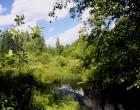 Река в лесу — Андрей Панисько