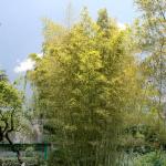 Бамбук в саду чеховской дачи