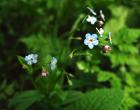 Голубые цветы — Андрей Панисько