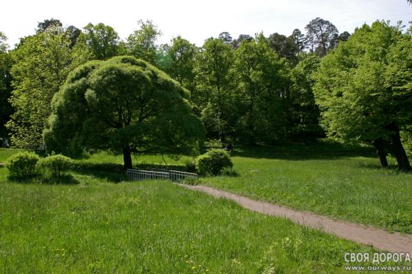 Дерево в парке Монрепо