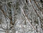 Зимний лес — Андрей Панисько
