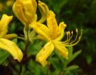 Желтые цветы — Андрей Панисько